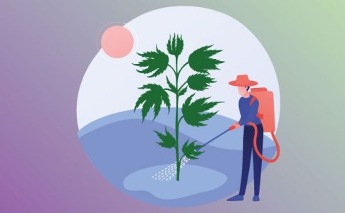 Удобрения для автоцветов