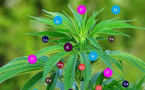 Удобрения для автоцветов