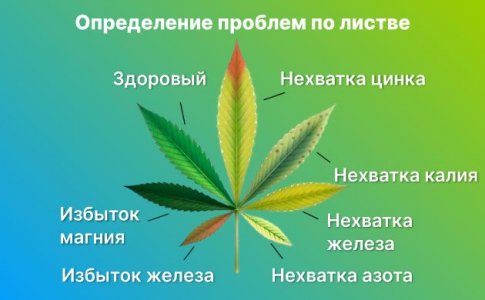 Определение проблем конопли