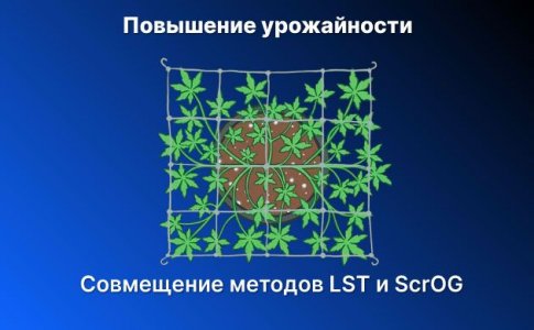 Тренировки растений конопли