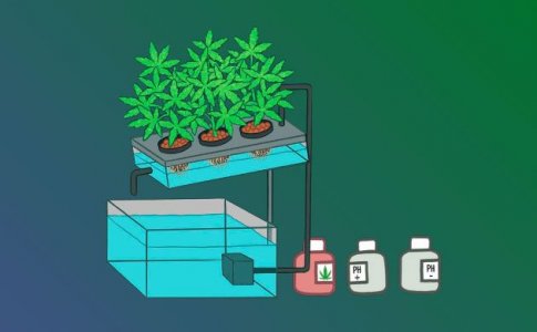 Питательные вещества для конопли в гидропонике