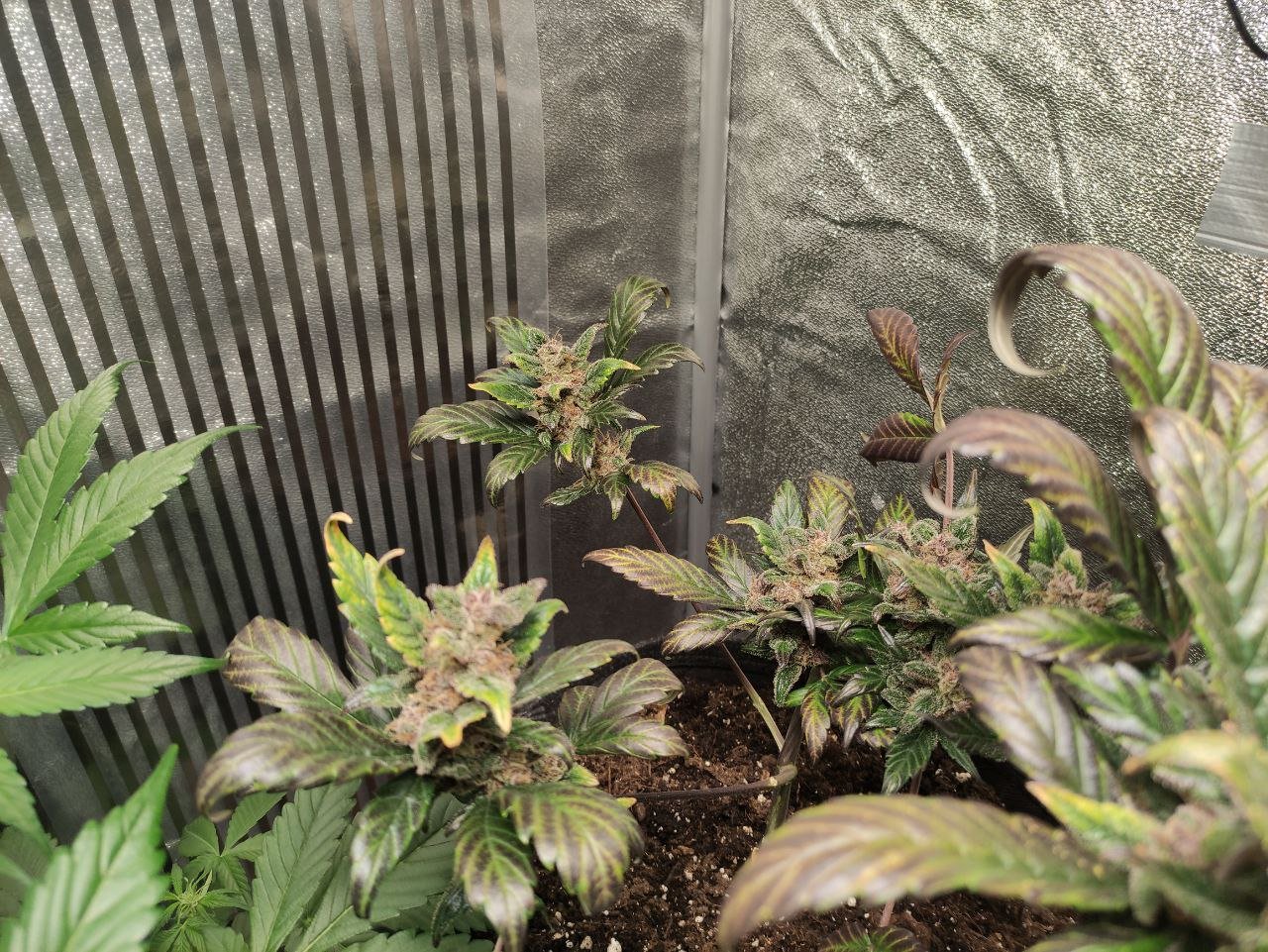 photo_2022-12-04_17-29-57 (2).jpg