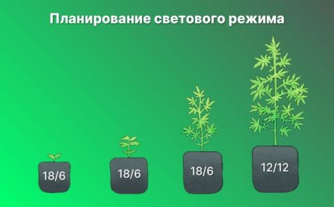 Планировка смены светового цикла