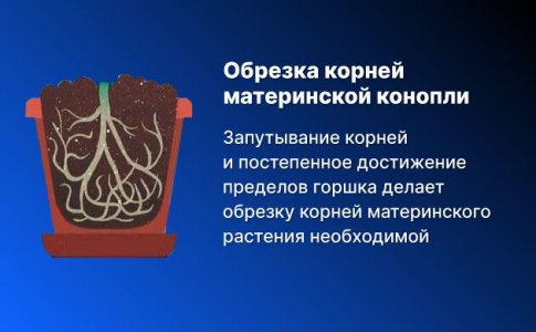 Почему обрезка корней необходима для материнских растений