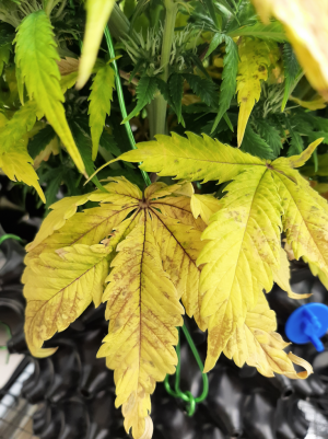 Screenshot_8.png Screenshot_8.png