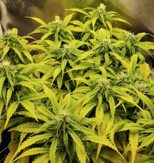 1672917969006.png 1672917969006.png