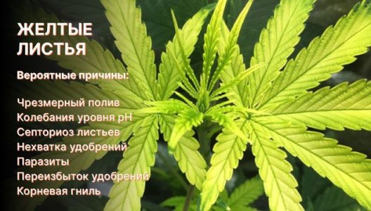 Желтые листья конопли