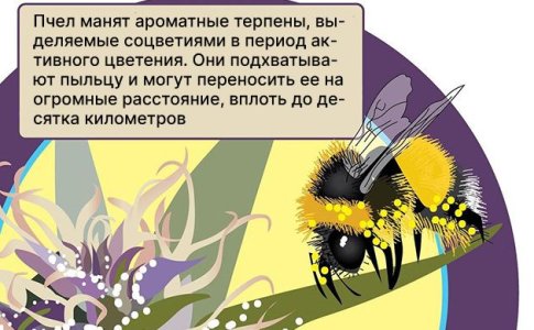 Опыление конопли в природе