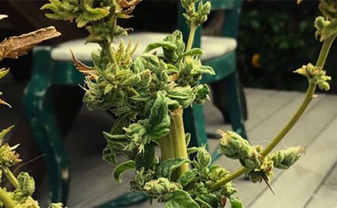 Ревегетация конопли