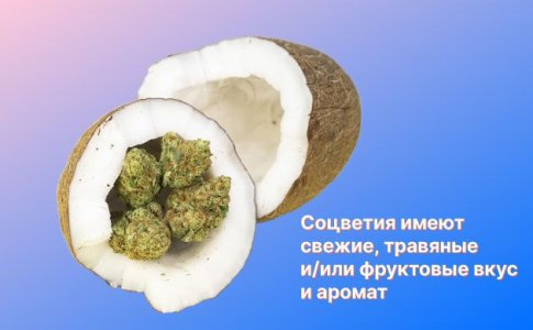 Вкусоароматические качества хеша