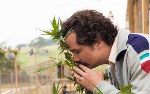 Запах конопли