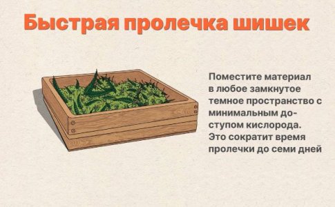 Быстрая пролечка шишек конопли