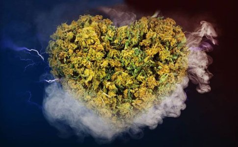 Подробно о шишках конопли