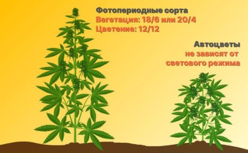 Световой режим конопли