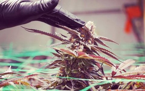 Совмещение методов тренировки конопли