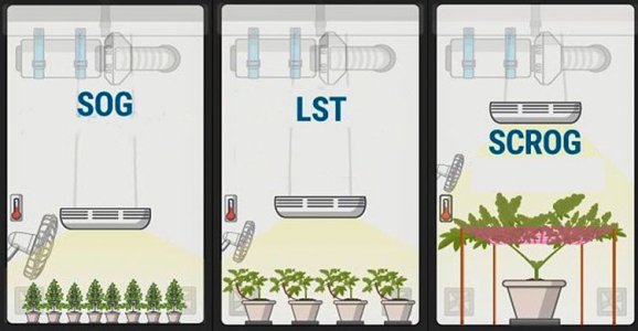Сочетание сильнострессовых и слабострессовых тренировок конопли