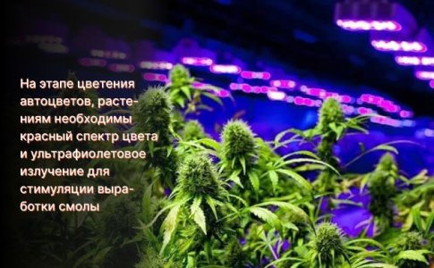Освещение для автоцвета на цветении