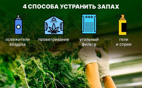 Как убрать запах конопли