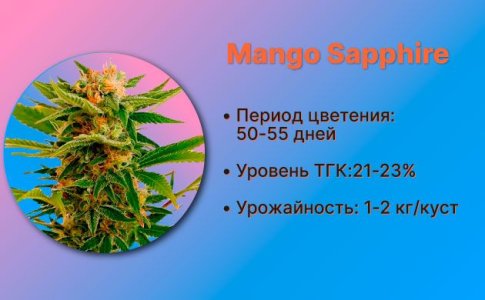 Сорт конопли Mango Sapphire от Humboldt Seeds