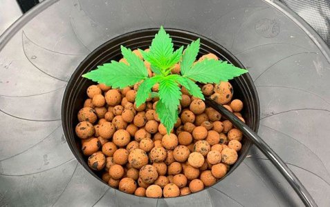 Как вырастить автоцвет на гидропонике