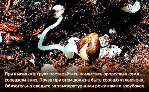 Высадка проросших семян конопли в грунт