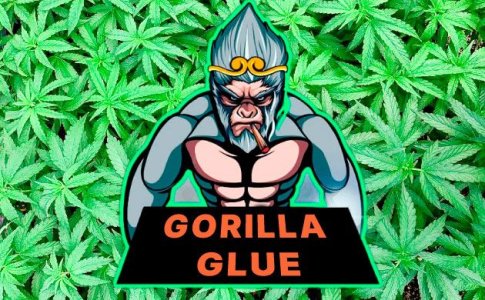 Сорт Gorilla Glue
