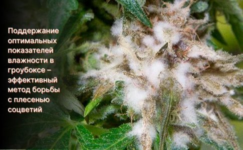 Плесень на шишках