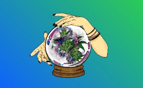 Когда переводить коноплю из стадии вегетации в цветение