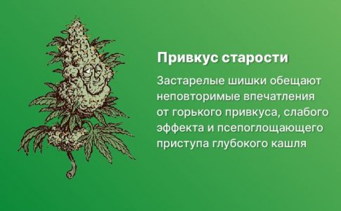 Использование старой конопли и как её распознать