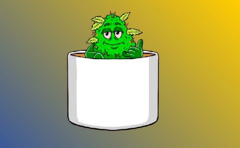 Промывка шишек конопли 