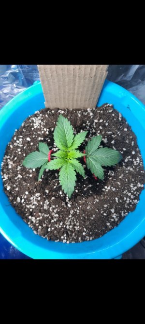 Джон кейдж авто 12 дней от каски.jpg