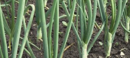 1679993263931.png 1679993263931.png