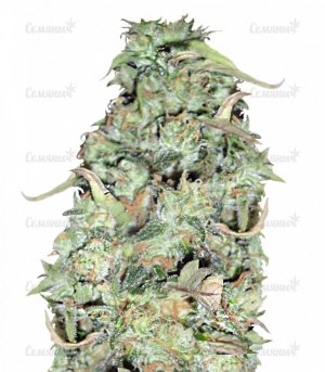 sort_Buzz_Light_Gear_dr_krippling_seeds__bWeik215yFFJGx5e.jpg