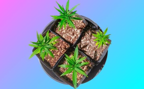 Емкости для выращивания конопли