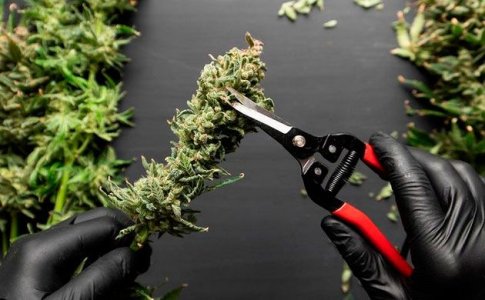 Обрезка урожая конопли