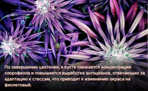 Почему конопля становится фиолетовой