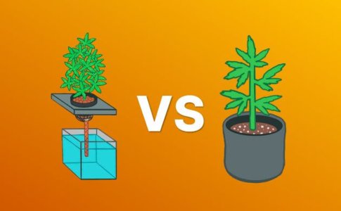 Гидропоника или почва для конопли