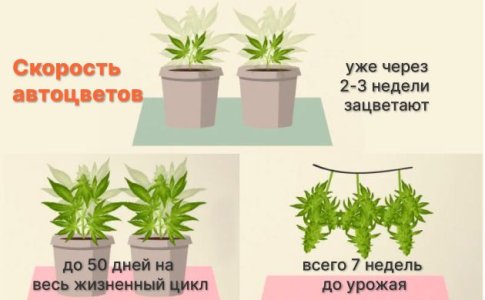 Как быстро растут автоцветы