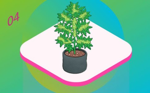 цветение конопли