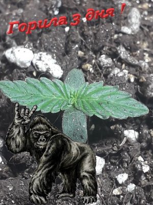 Без имени.jpg