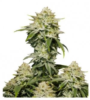 Gorill Cookies FF.jpg