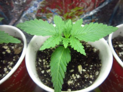 скорее всего ак.jpg