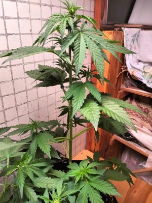 image-2023-07-03 22_28_30.jpg