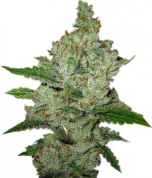 super lemon haze.jpg