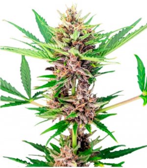 amnesia zkittlez auto.jpg