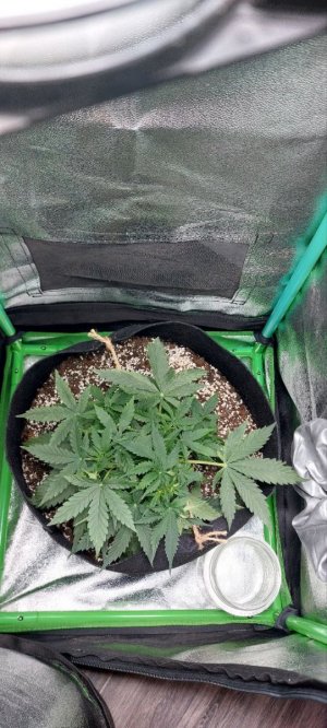 2023.11.03 - 30 день(компот).jpg