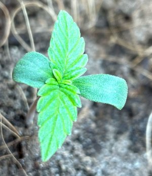 20220112_164717.jpg 20220112_164717.jpg