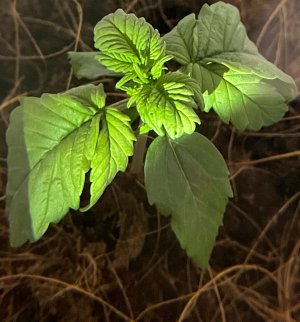 IMG_20220112_171008_111.jpg IMG_20220112_171008_111.jpg