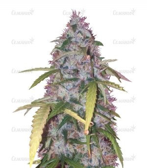 sort_Auto_Bubblegum_Pro_victory_seeds__DdNH8xa3Y6k2olsB.jpg