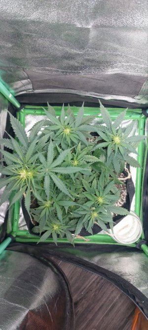 2023.11.13 - 40.0 день.jpg